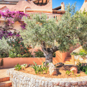 Mallorca – Aldea (18)